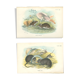 Planches d'histoire naturelle : Des rats noirs  et des souris des bois, par Richard Lydekker