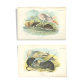 Planches d'histoire naturelle : Des rats noirs  et des souris des bois, par Richard Lydekker
