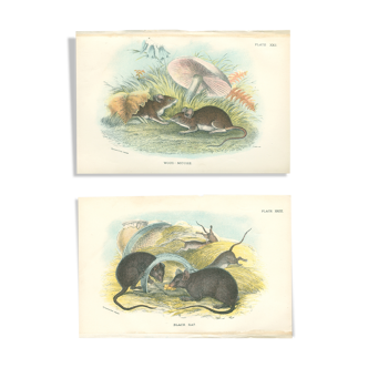 Planches d'histoire naturelle : Des rats noirs  et des souris des bois, par Richard Lydekker