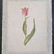 La Roche Laffitte (Born in 1943) - Watercolour drawing on silk - Tulip