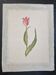 La Roche Laffitte (Born in 1943) - Watercolour drawing on silk - Tulip