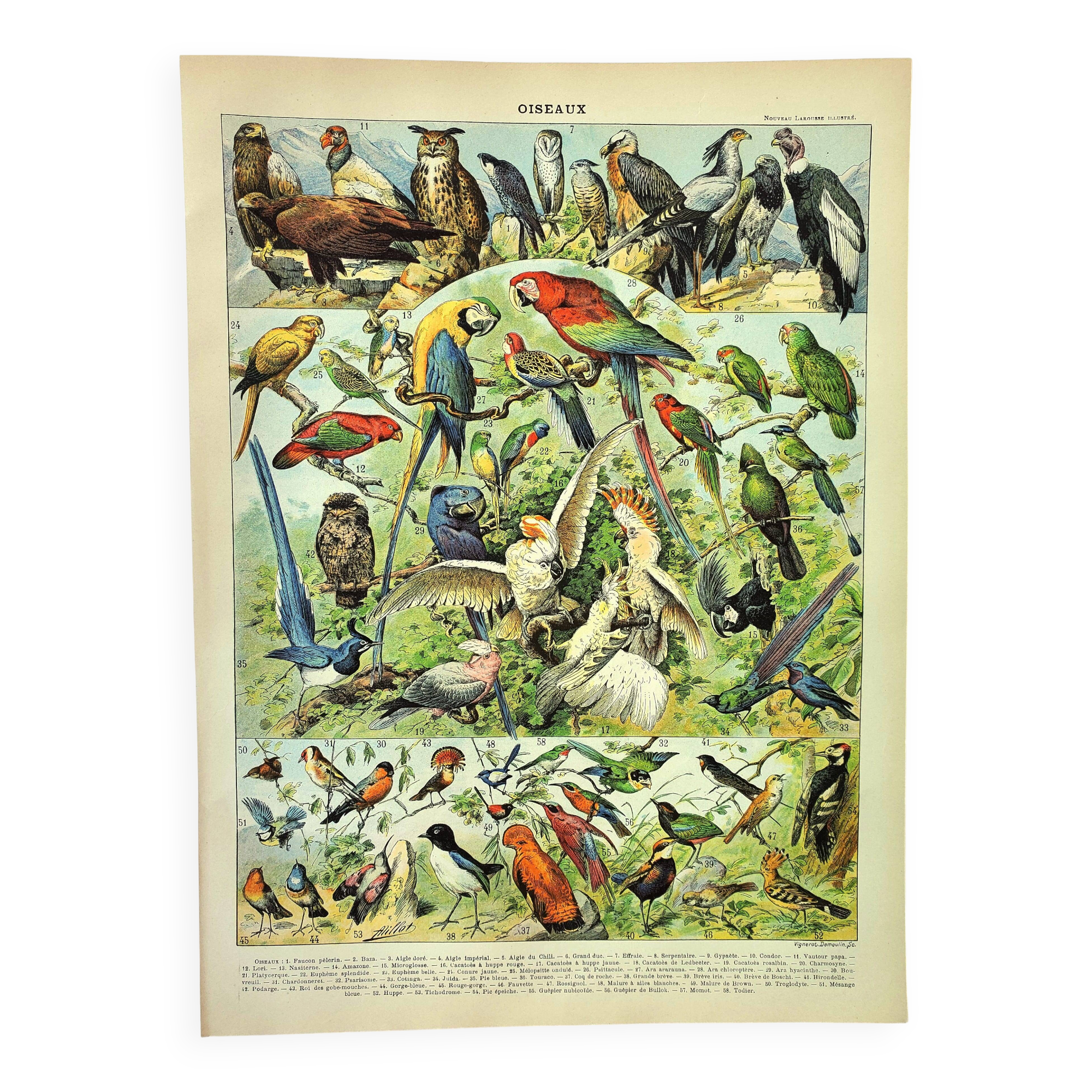 Gravure ancienne 1897 A. Millot - Oiseaux 1, espèces, perroquet, rapace