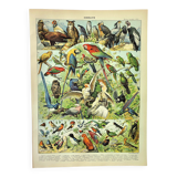 Gravure ancienne 1897 A. Millot - Oiseaux 1, espèces, perroquet, rapace