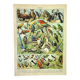 Gravure ancienne 1897 A. Millot - Oiseaux 1, espèces, perroquet, rapace