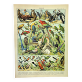 Antique engraving 1897 A. Millot - Birds 1, species, parrot, raptor