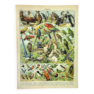Antique engraving 1897 A. Millot - Birds 1, species, parrot, raptor
