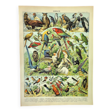Gravure ancienne 1897 A. Millot - Oiseaux 1, espèces, perroquet, rapace