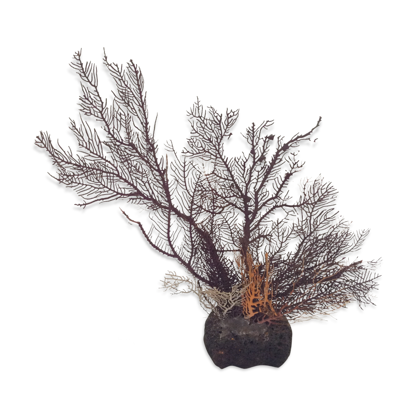 Coral vintage Gorgon