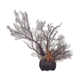 Coral vintage Gorgon