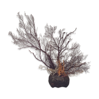 Coral vintage Gorgon