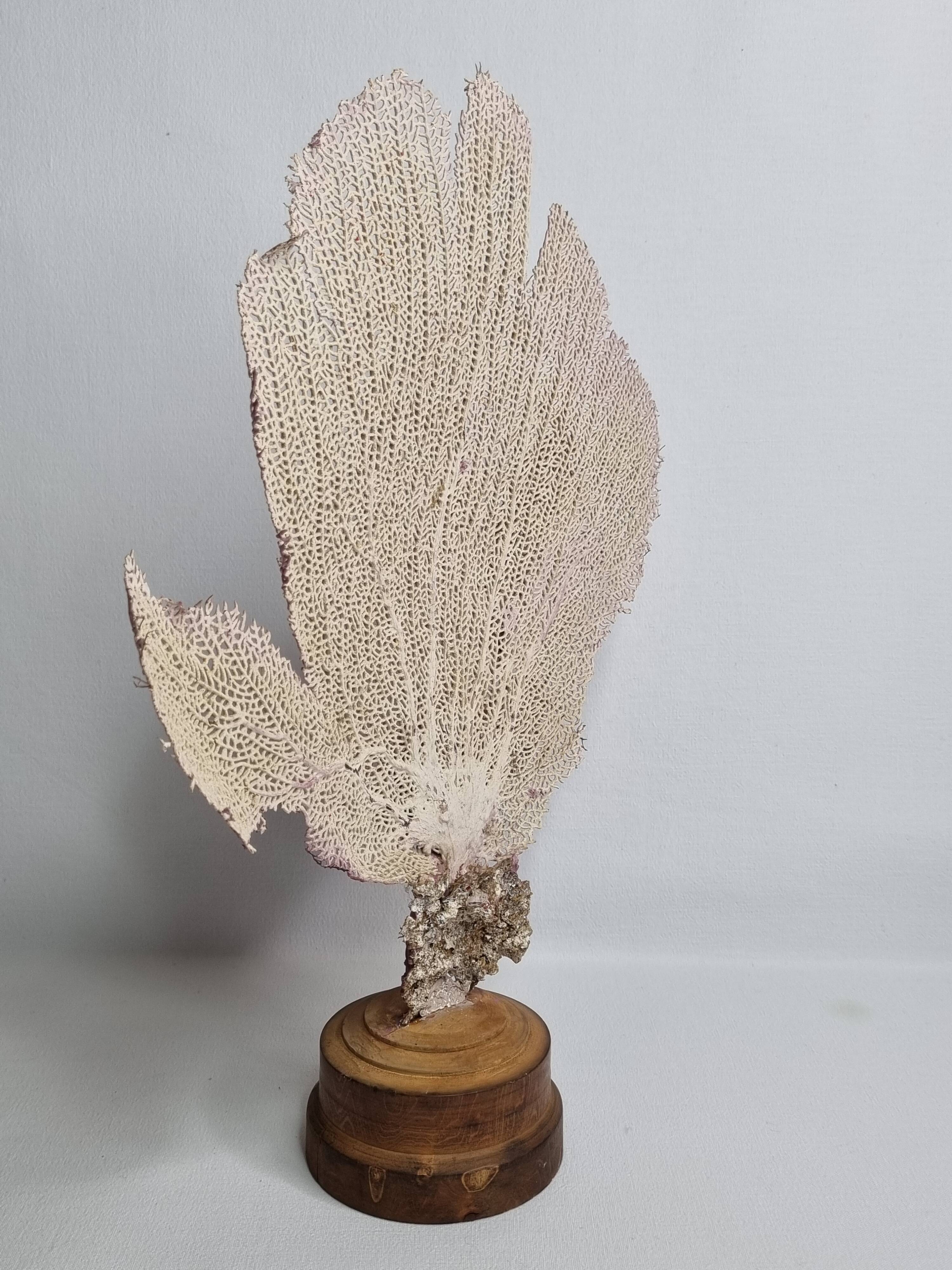 Antique Gorgonian coral, Venus fan, on solid wood base, 37 cm
