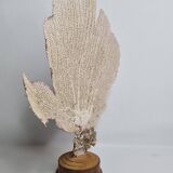 Antique gorgonian coral, Venus fan, on solid wood base, 37 cm