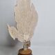Antique Gorgonian coral, Venus fan, on solid wood base, 37 cm