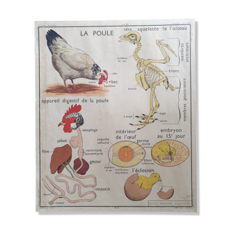Ancienne affiche Rossignol "la poule et le pigeon"