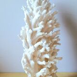 Antique white coral on marble base
