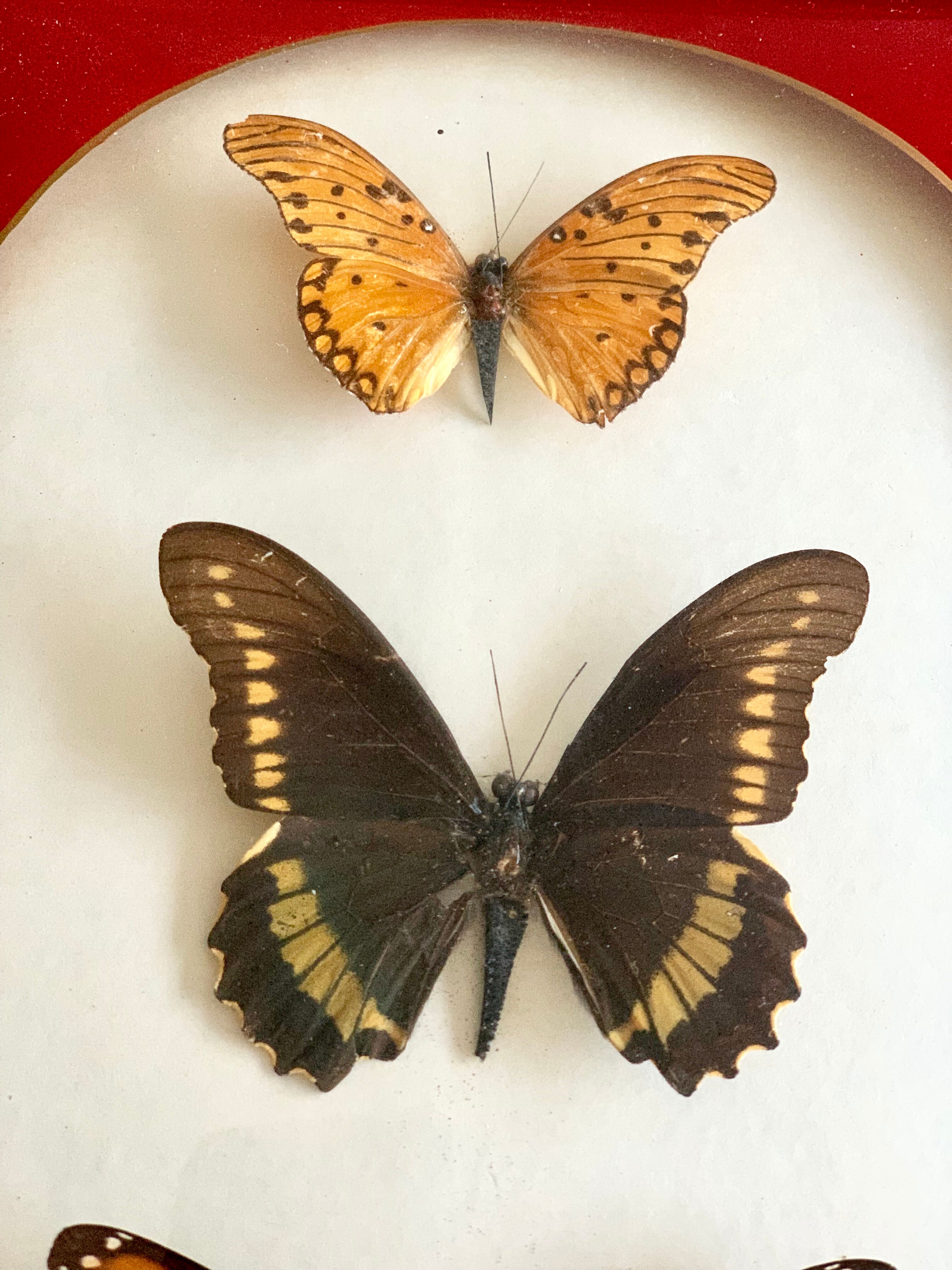 Naturalized Butterfly border of Brazil