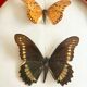 Naturalized Butterfly border of Brazil