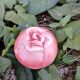 Théière en forme de rose