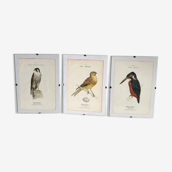 Trio de gravure ornithologique oiseaux coloré main G. Denise Barron de Hamonville ouvrages naturalistes