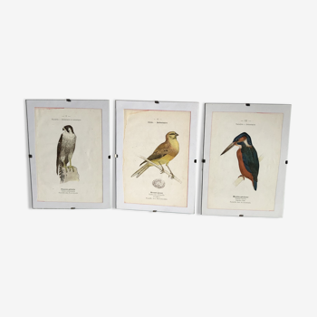 Trio of ornithological engraving hand colored birds G. Denise Barron of Hamonville naturalist works