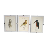 Trio of ornithological engraving hand colored birds G. Denise Barron of Hamonville naturalist works