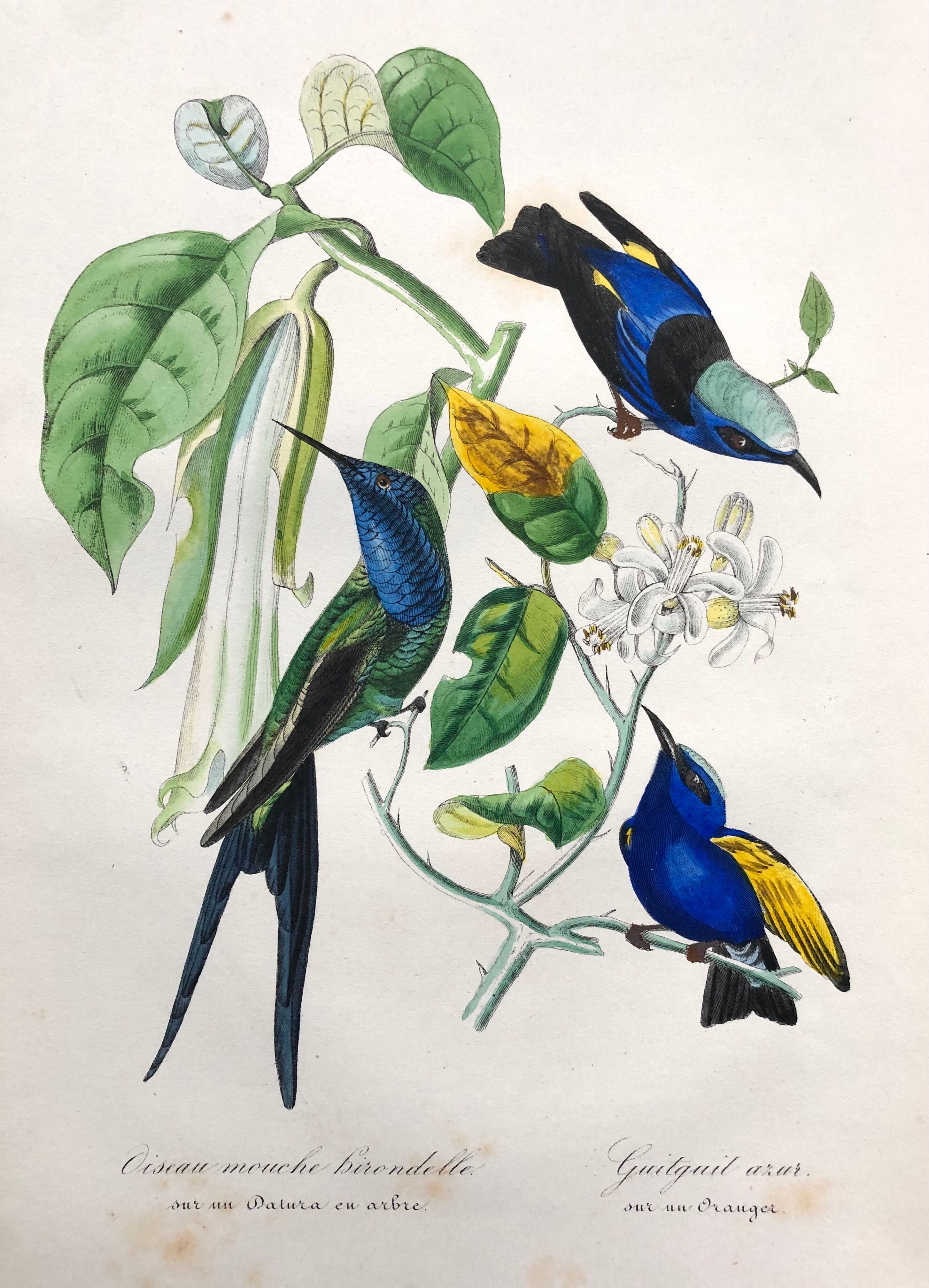 Affiche ancienne - Planche botanique de 1854