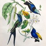 Old poster - Botanical plate from 1854