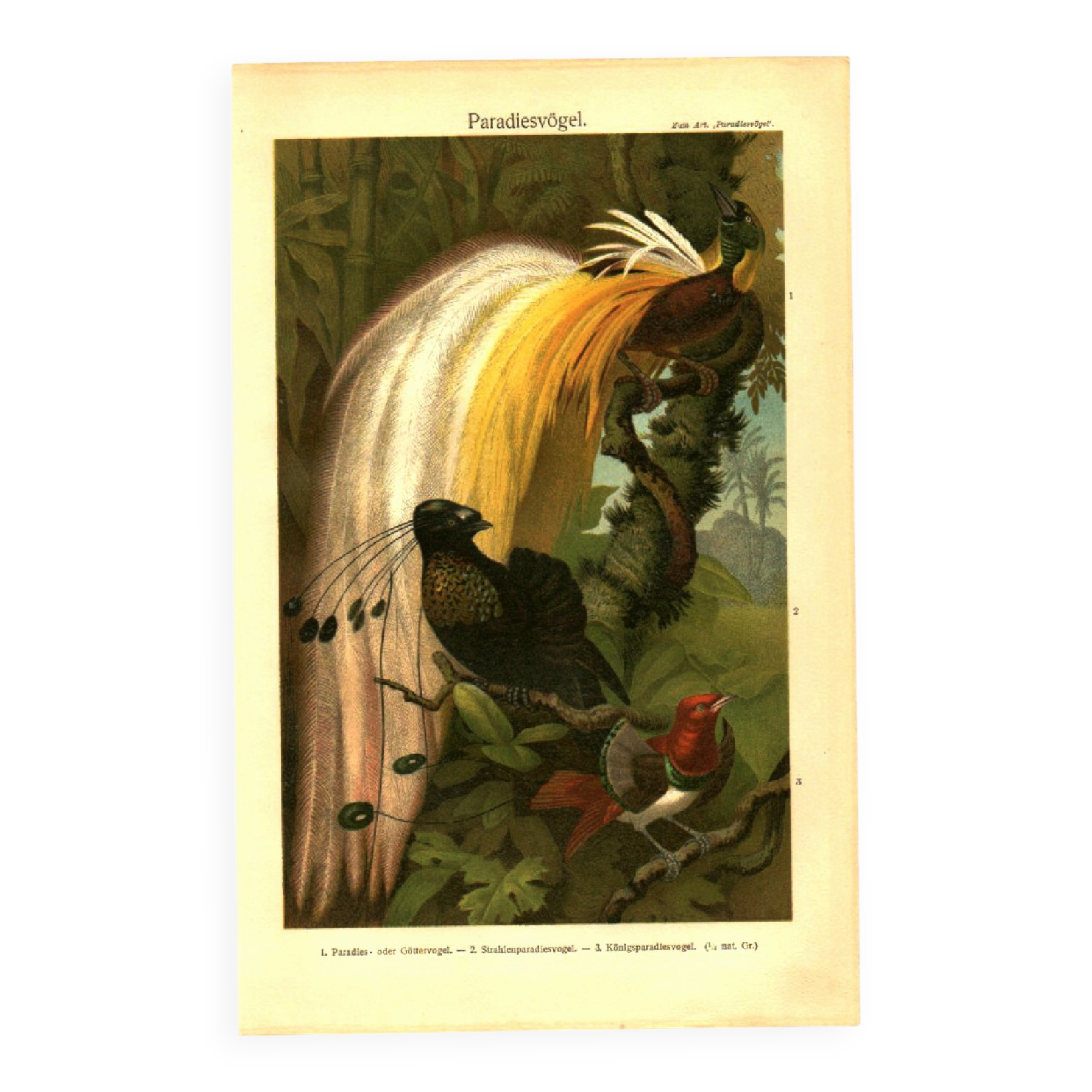 Old engraving from 1904 - Birds of paradise - tropical animal zoology