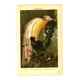 Old engraving from 1904 - Birds of paradise - tropical animal zoology