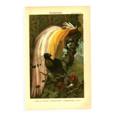 Old engraving from 1904 - Birds of paradise - tropical animal zoology