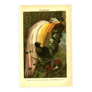 Old engraving from 1904 - Birds of paradise - tropical animal zoology