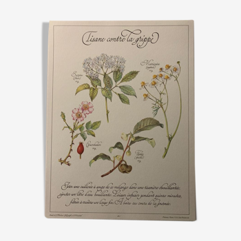 Precious botanical herbal tea poster