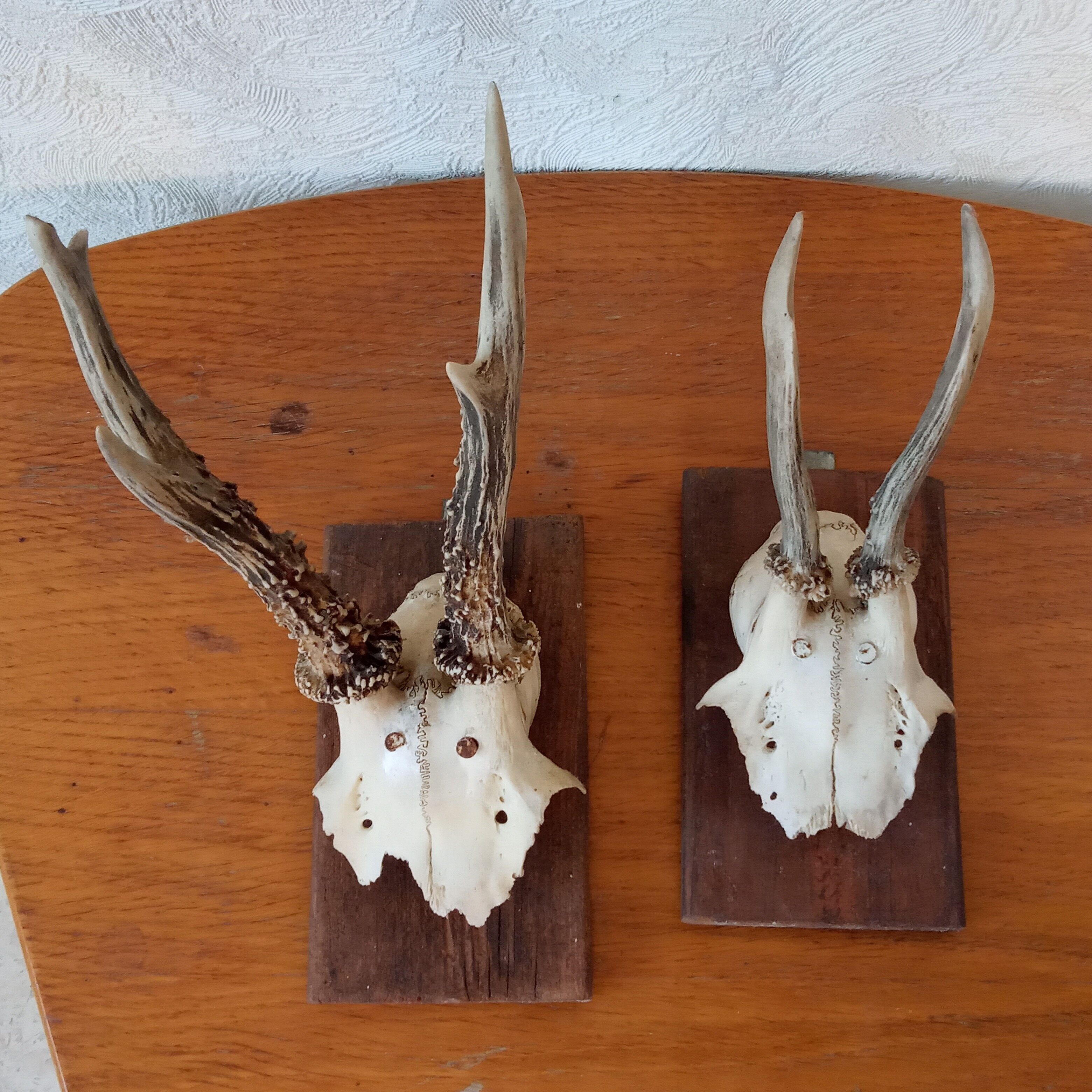 Pair of ancient hunting trophies, deer