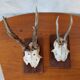 Pair of ancient hunting trophies, deer