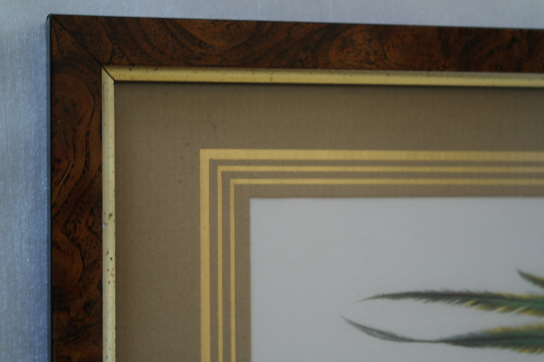 Pair of framed bird engravings