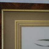 Pair of framed bird engravings