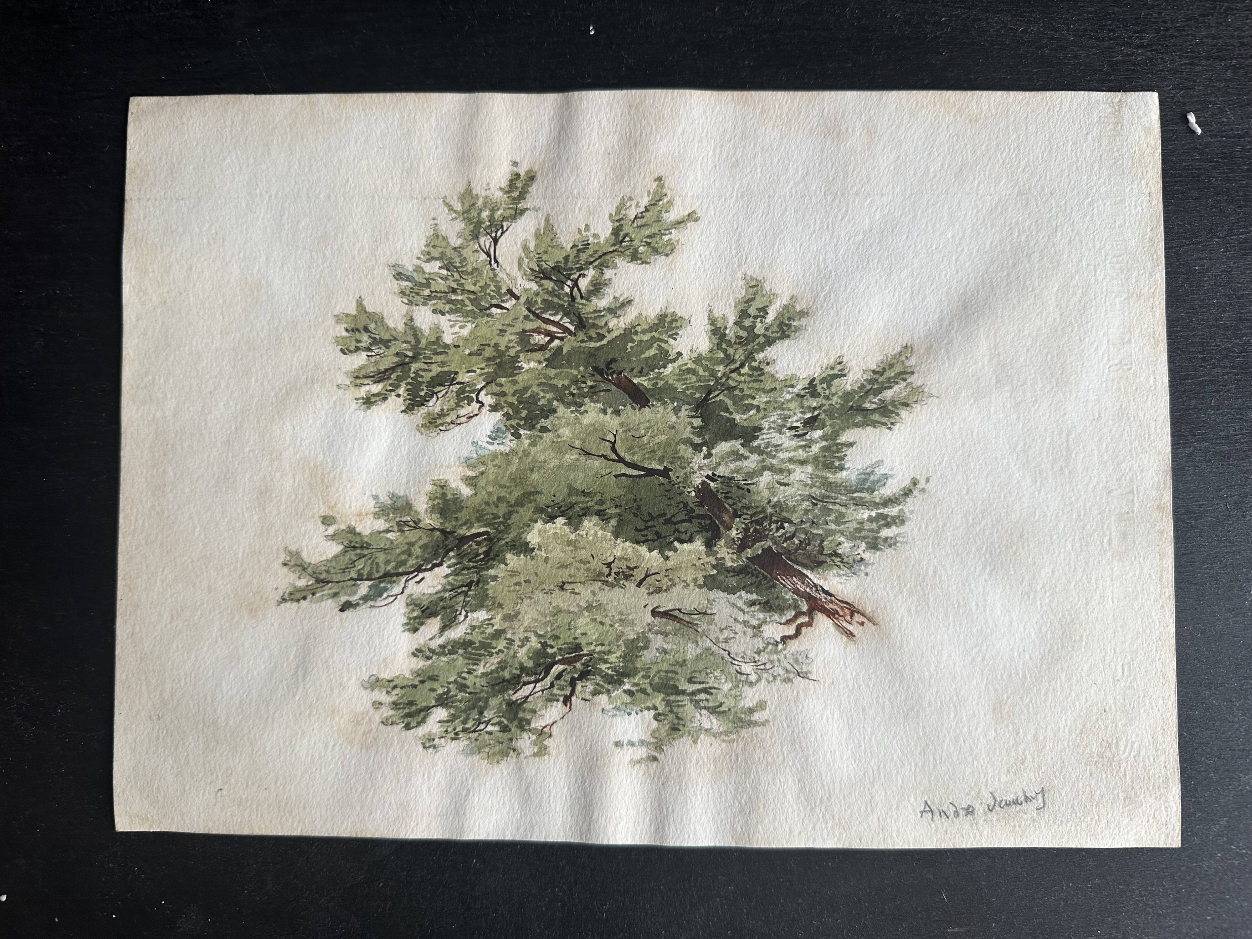 Old watercolour of a tree, botanical study signed, mid-20th century.