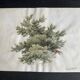 Old watercolour of a tree, botanical study signed, mid-20th century.