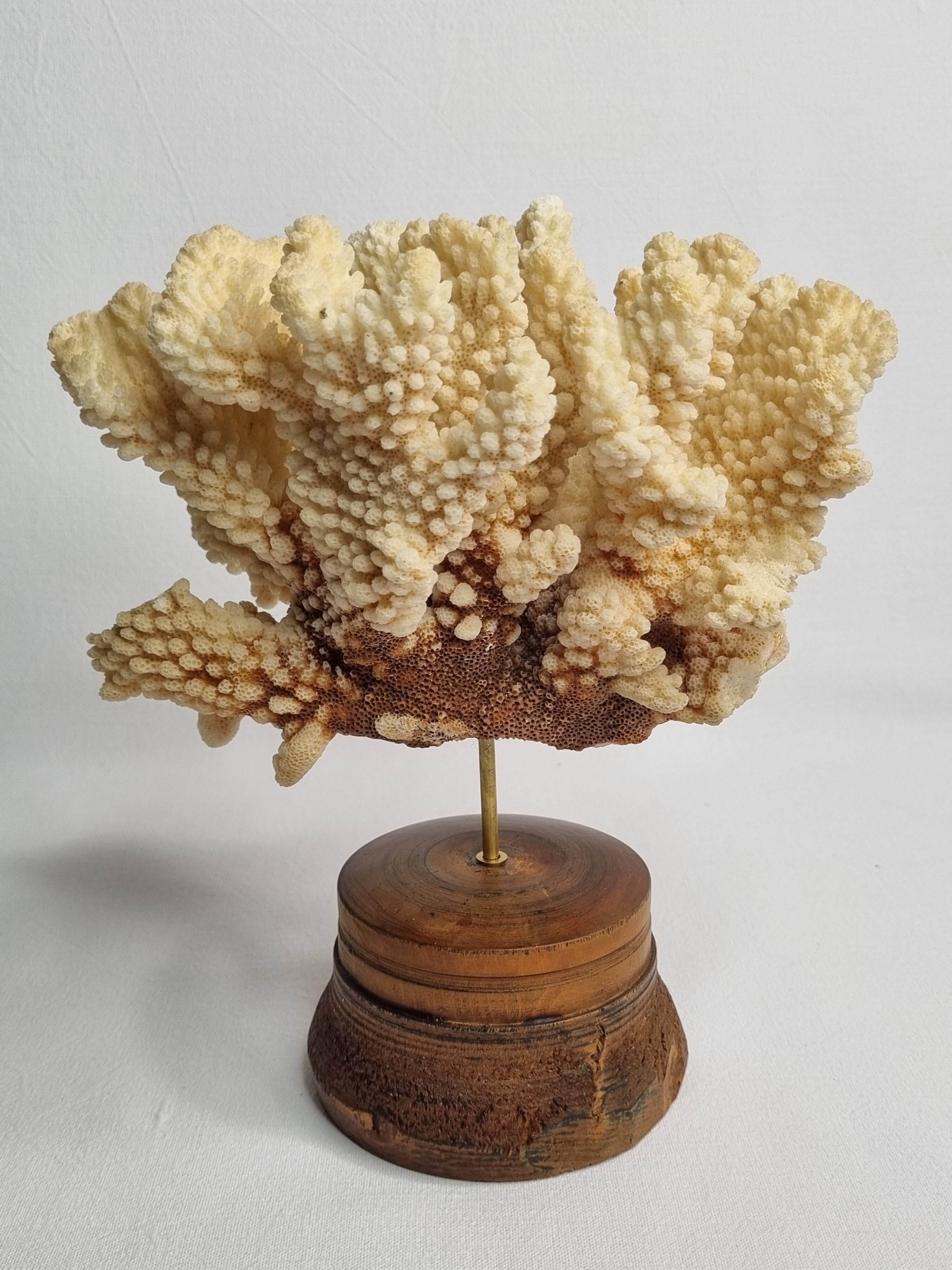 Antique natural coral mounted on turned wooden base, 22 cm