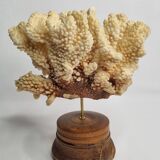 Antique natural coral mounted on turned wooden base, 22 cm