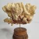 Antique natural coral mounted on turned wooden base, 22 cm