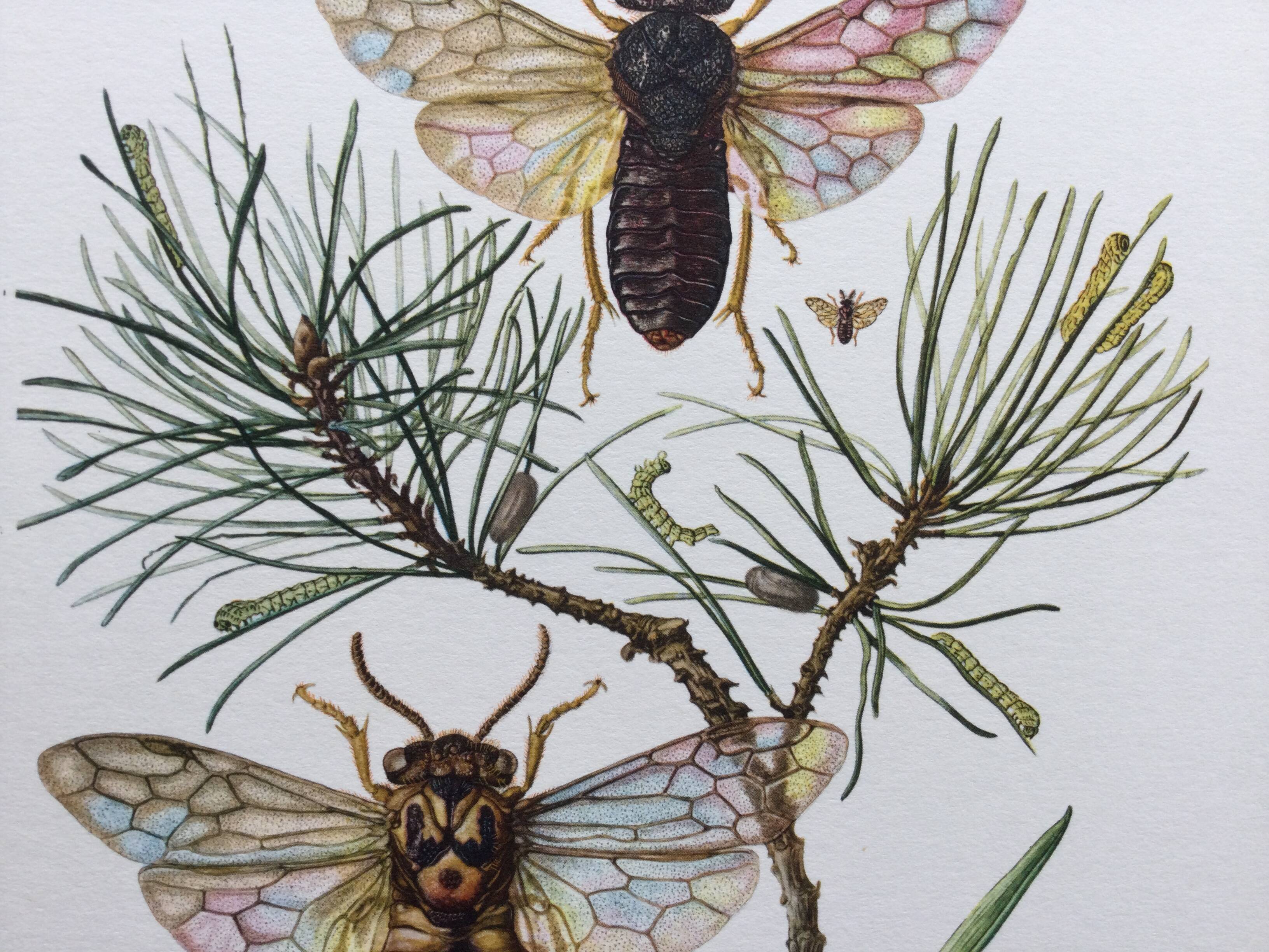 Antique illustration "insects", Vintage print from the 60s
