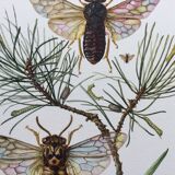 Antique illustration "insects", Vintage print from the 60s