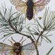 Illustration ancienne "insectes", Impression vintage années 60