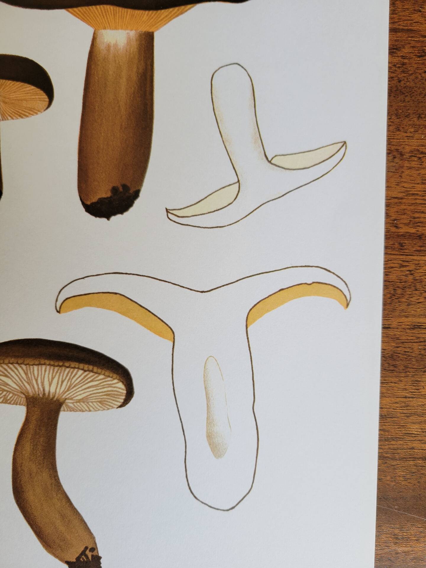 Botanical plate mushroom, 1960