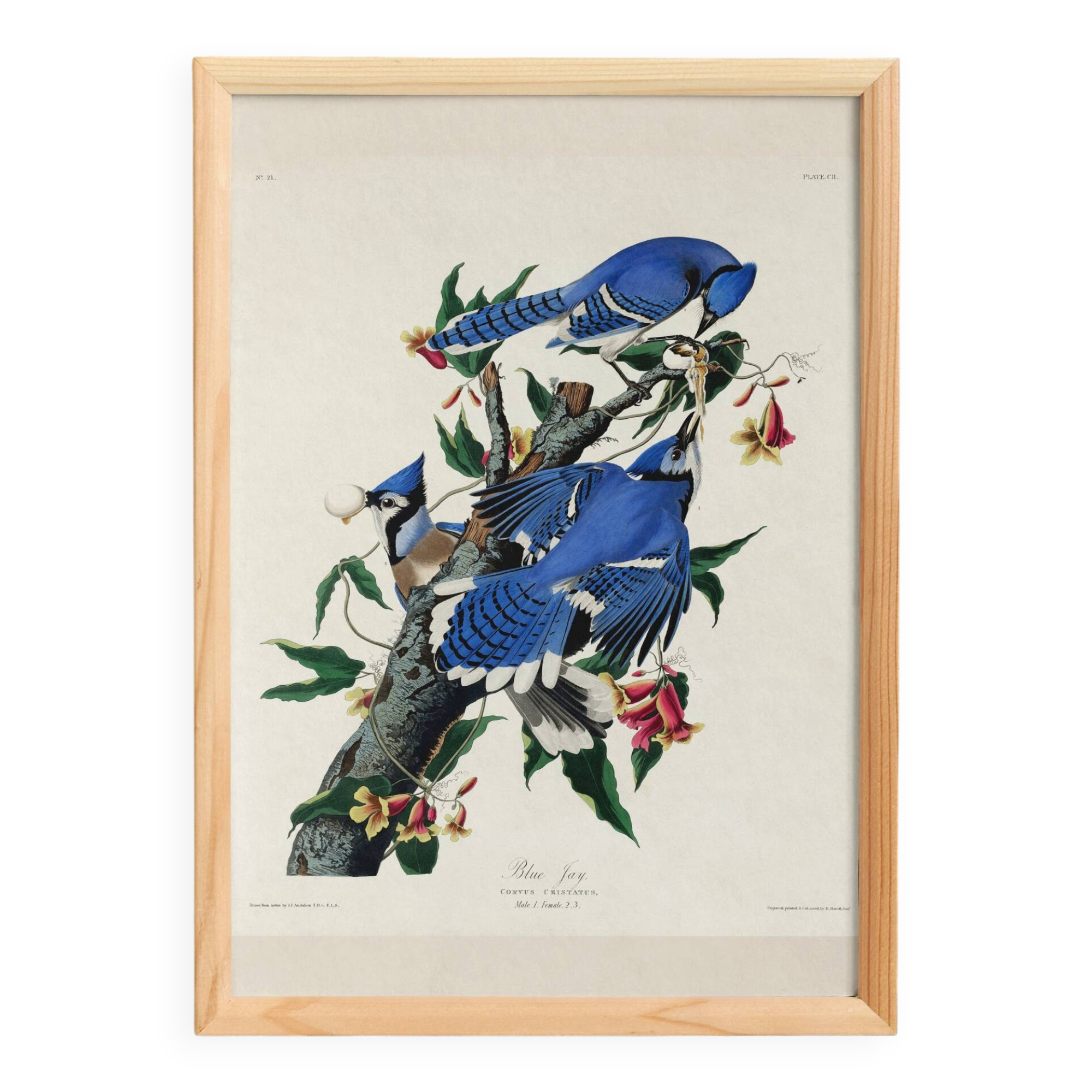 Poster about the Blue Jay, based on an old engraving from 1827.