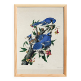 Poster about the Blue Jay, based on an old engraving from 1827.