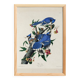 Poster about the Blue Jay, based on an old engraving from 1827.