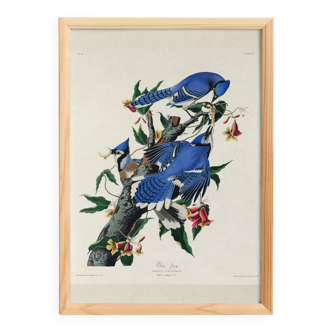 Poster about the Blue Jay, based on an old engraving from 1827.