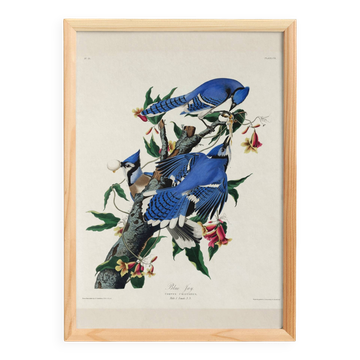 Affiche sur le Geai bleu, d’après une gravure ancienne de 1827.